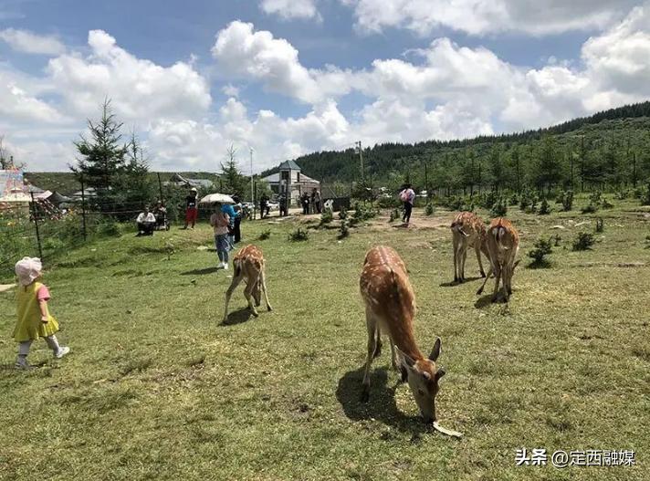 小鹿营养餐_鹿饭是谁的粉丝名_鹿膳堂是真的吗