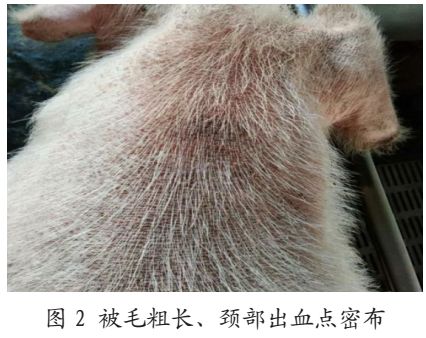 猪亚健康有哪些表现_猪亚健康是什么意思_猪亚健康
