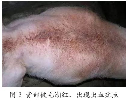 猪亚健康有哪些表现_猪亚健康_猪亚健康是什么意思