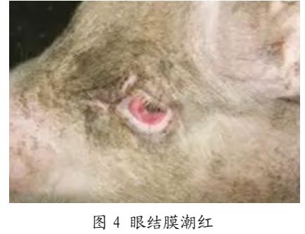 猪亚健康_猪亚健康是什么意思_猪亚健康有哪些表现