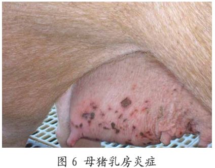 猪亚健康_猪亚健康是什么意思_猪亚健康有哪些表现