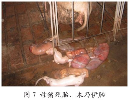 猪亚健康_猪亚健康是什么意思_猪亚健康有哪些表现